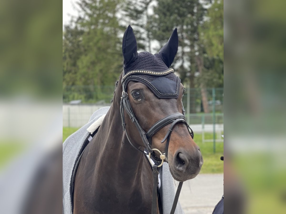 Hannoveraner Stute 9 Jahre in Witten Hannoveraner Stute 9 Jahre in Witten