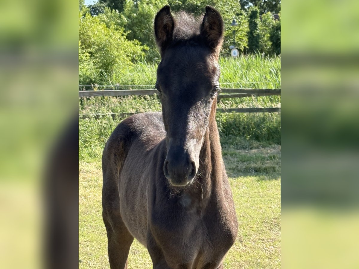 Hannoveraner Stute Fohlen (04/2025) 165 cm Rappe in Dornum Nesse