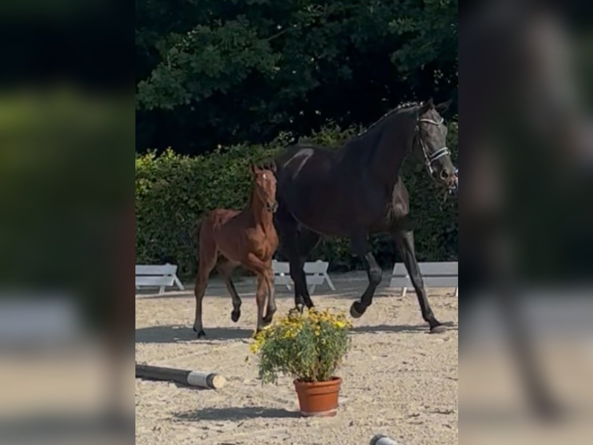 Hannoveraner Stute  168 cm Brauner in Wunstorf