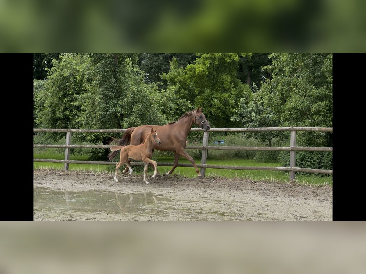 Hannoveraner Stute  168 cm Fuchs in Twistringen