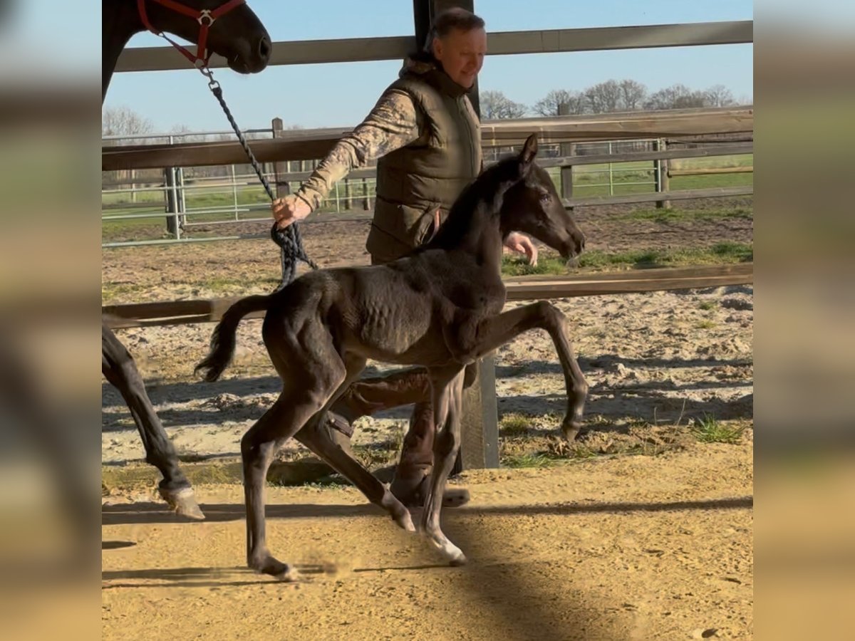 Hannoveraner Stute  169 cm Rappe in Handrup