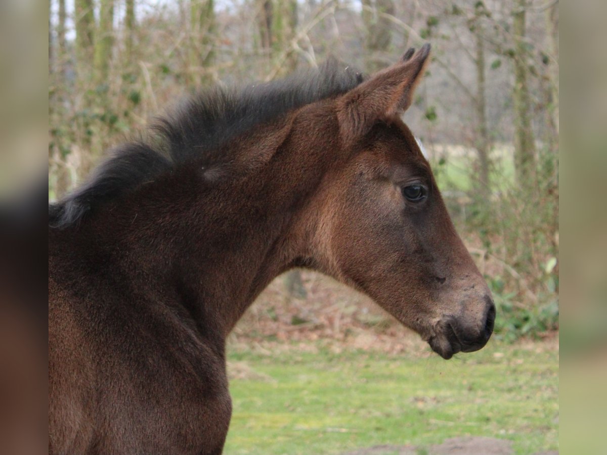 Hannoveraner Stute  170 cm Brauner in Niederlangen