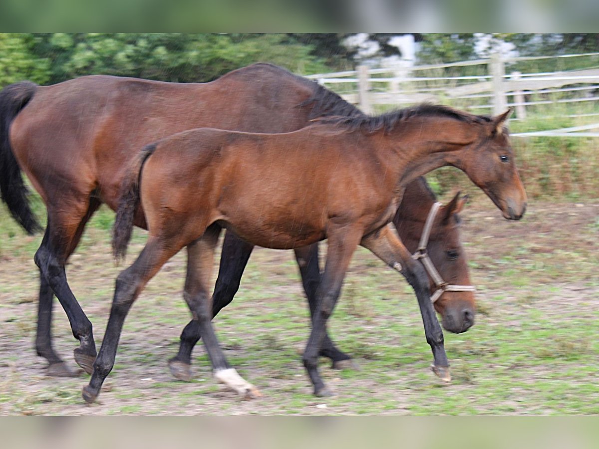 Hannoveraner Stute Fohlen (06/2024) 170 cm Brauner in Ratekau