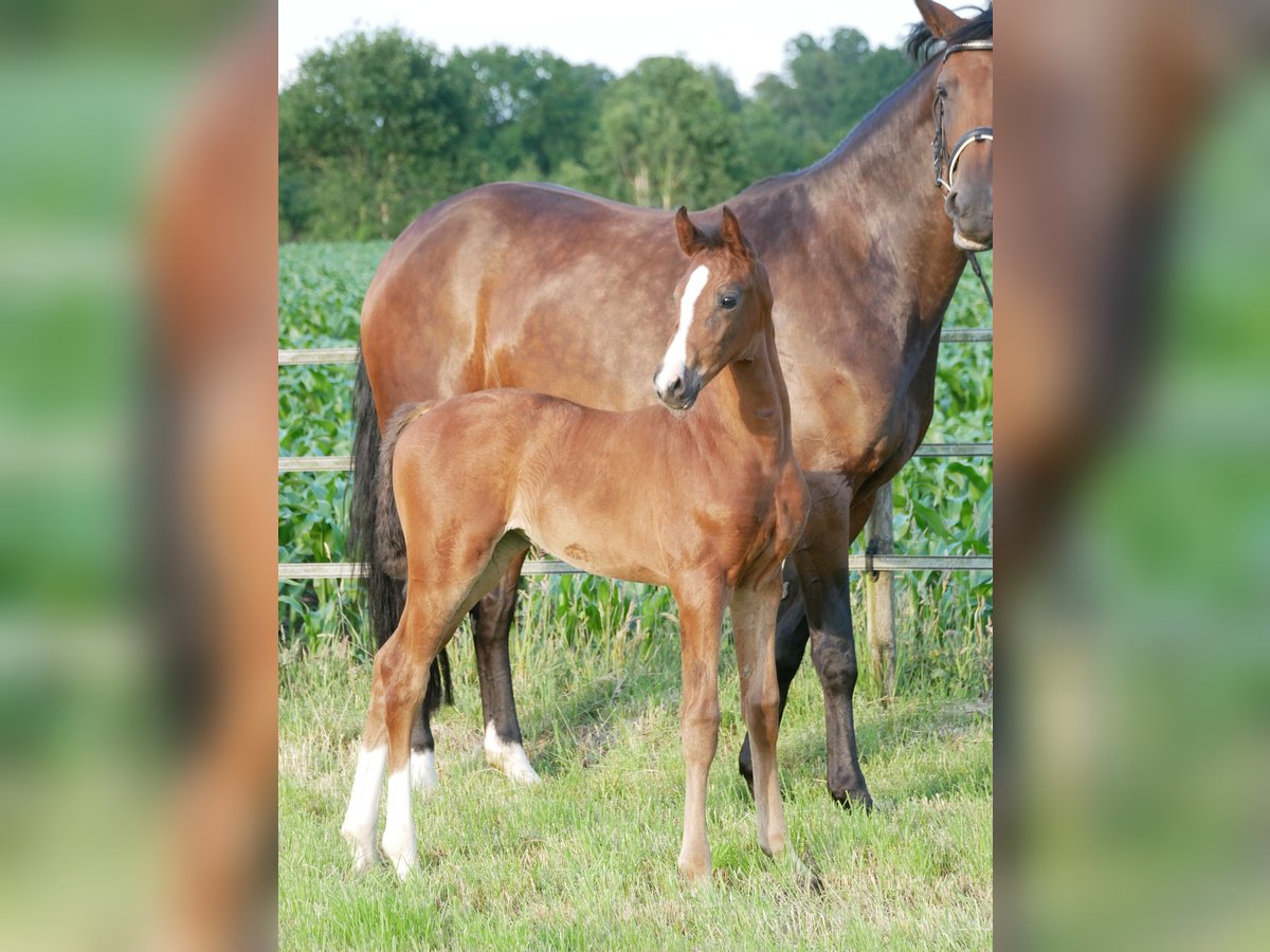 Hannoveraner Stute Fohlen (05/2025) 170 cm Dunkelbrauner in D&#xF6;tlingen