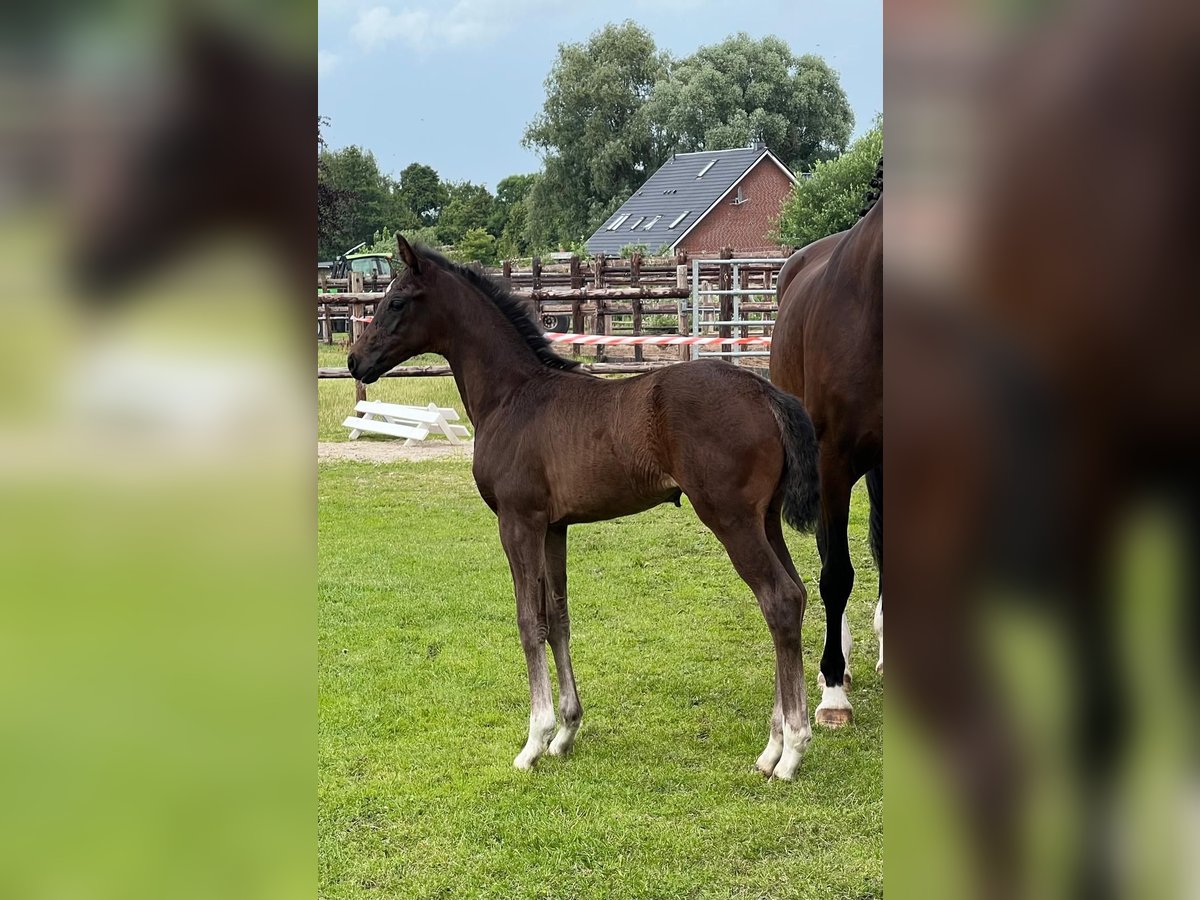 Hannoveraner Stute  170 cm Dunkelbrauner in Lilienthal