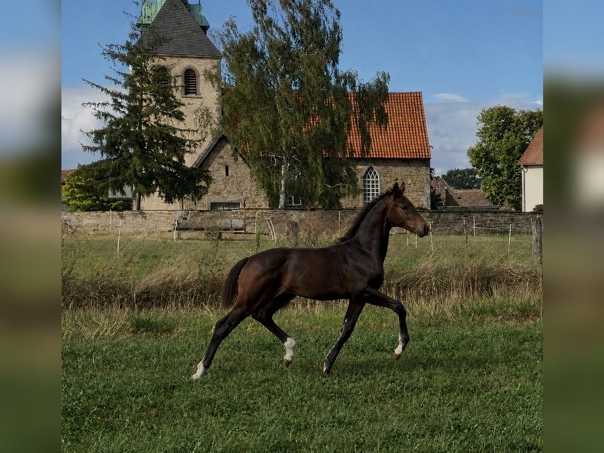 Hannoveraner, Stute in Velpke
