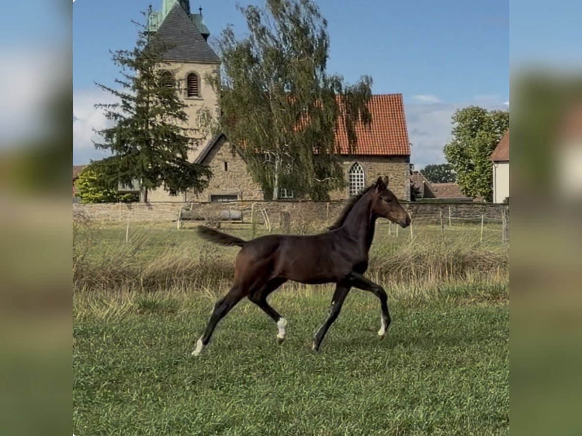 Hannoveraner, Stute in Velpke