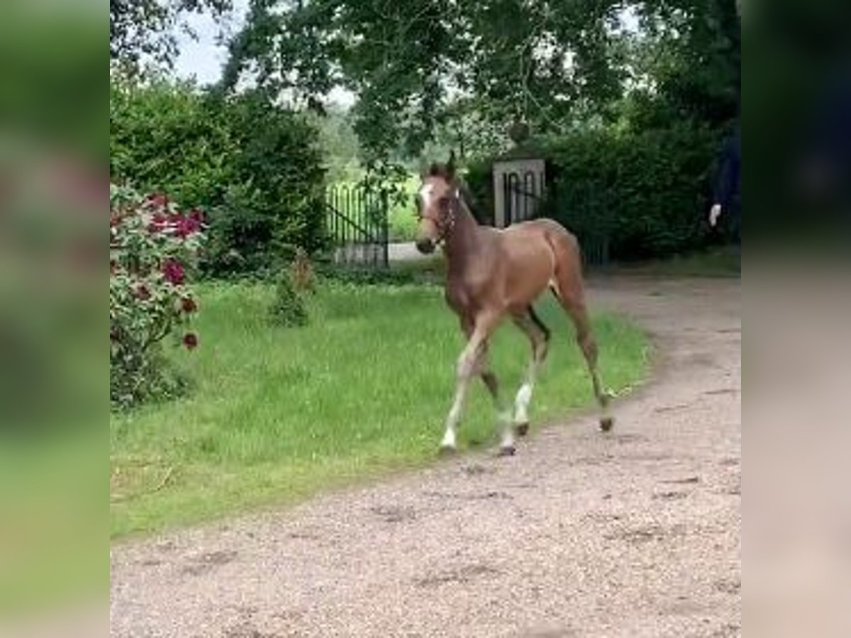 Hannoveraner Stute  170 cm Dunkelbrauner in Wietzendorf