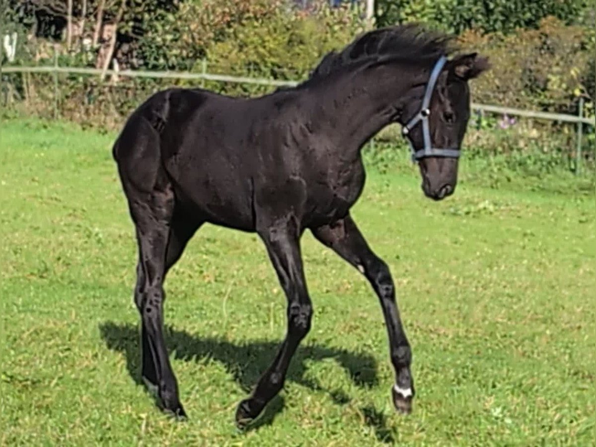 Hannoveraner Stute Fohlen (06/2024) 170 cm Rappe in Rosengarten