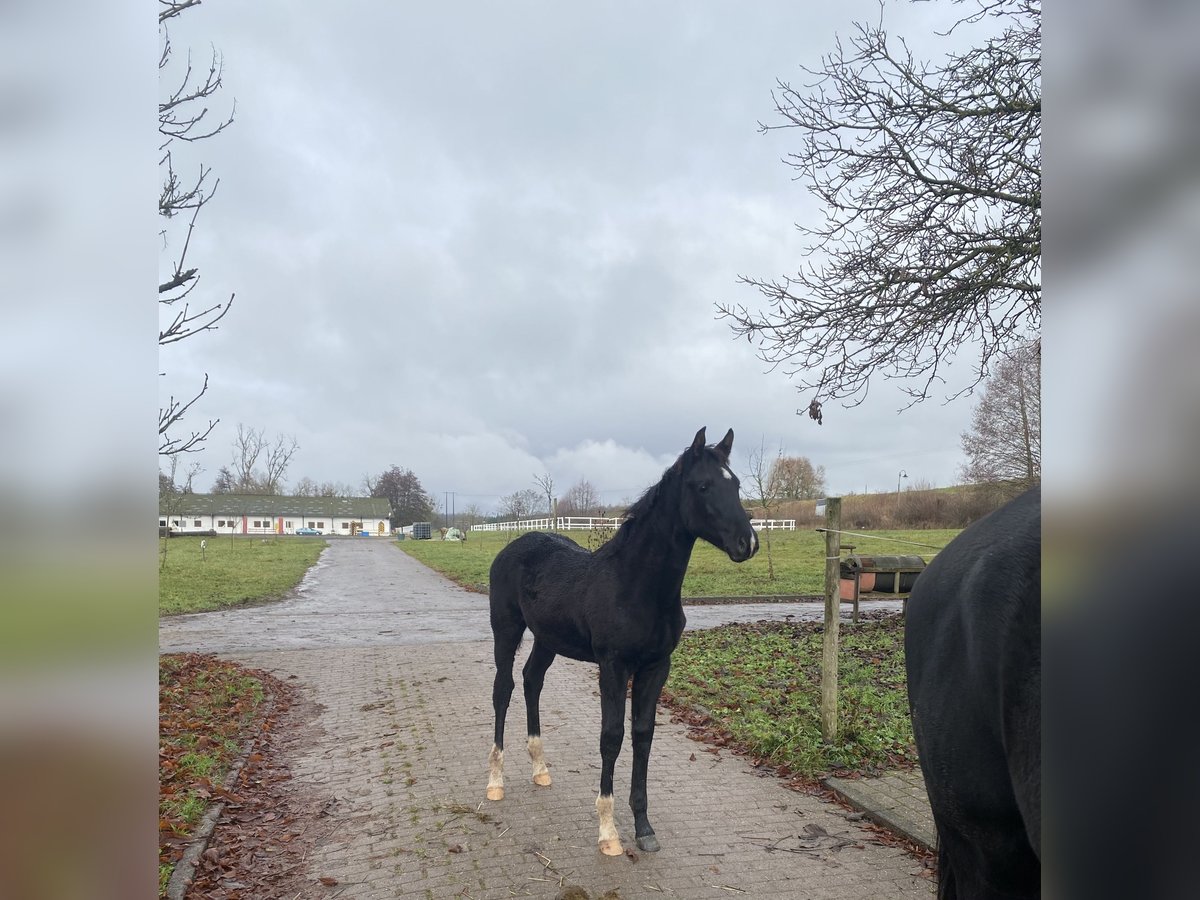 Hannoveraner Stute Fohlen (06/2025) 170 cm Rappe in Anzeling