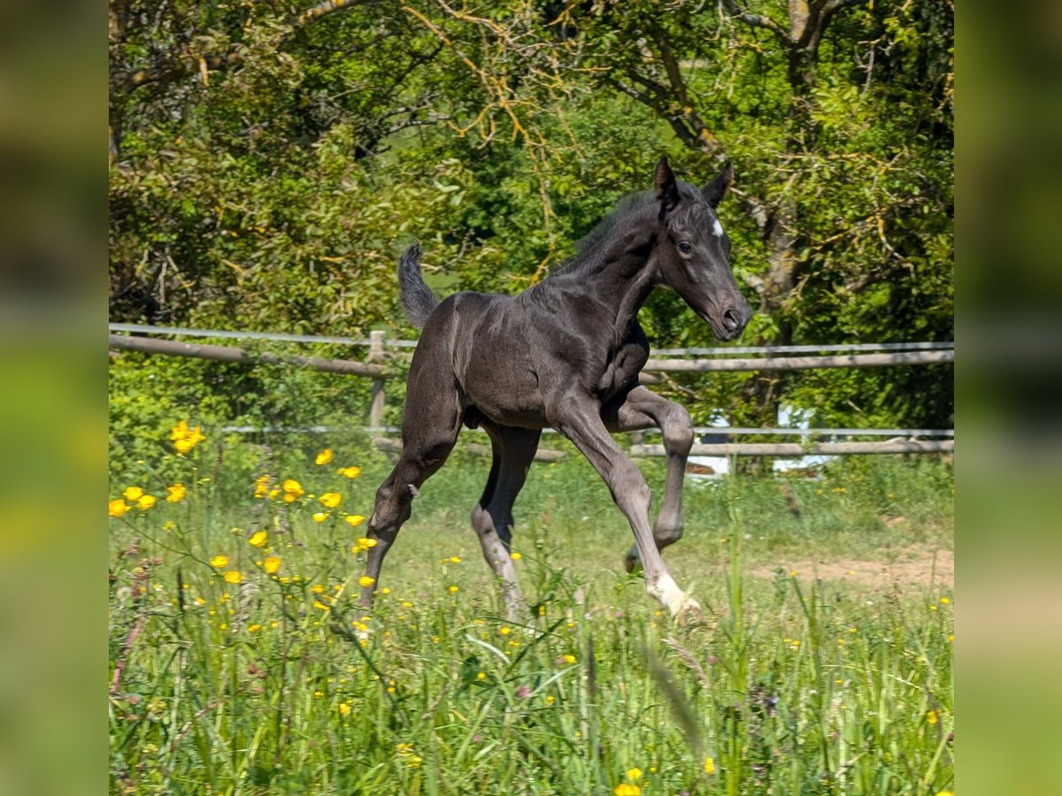 Hannoveraner Stute Fohlen (04/2025) 172 cm Rappe in Herren-Sulzbach