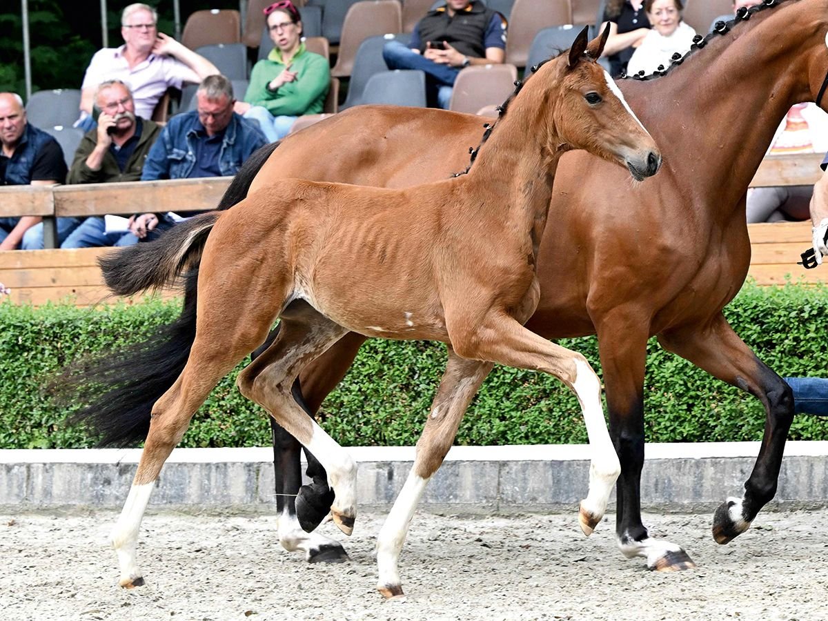 Hannoveraner Stute Fohlen (04/2025) Brauner in Bad Bevensen