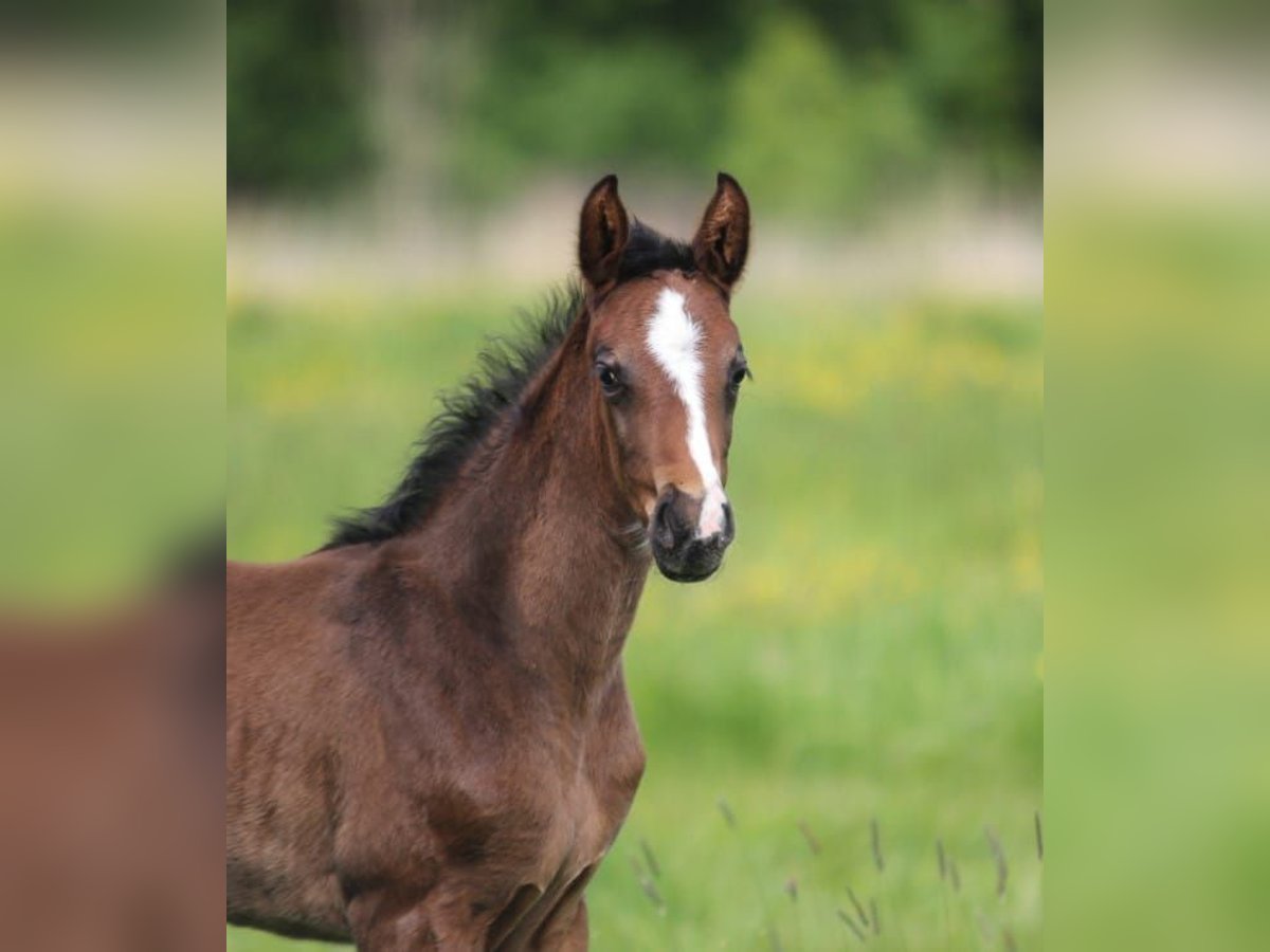 Hannoveraner Stute  Brauner in Ostercappeln