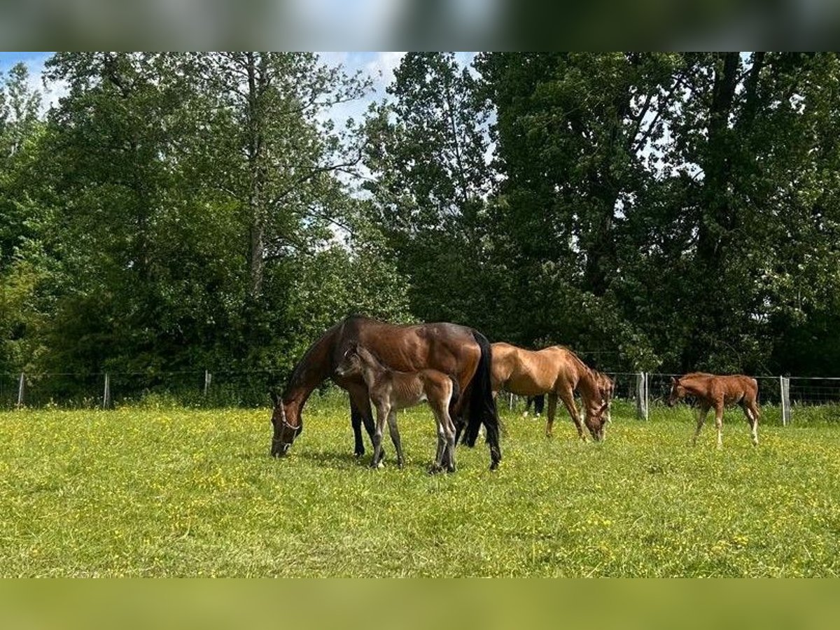 Hannoveraner Stute  Dunkelbrauner in Neuenkirchen