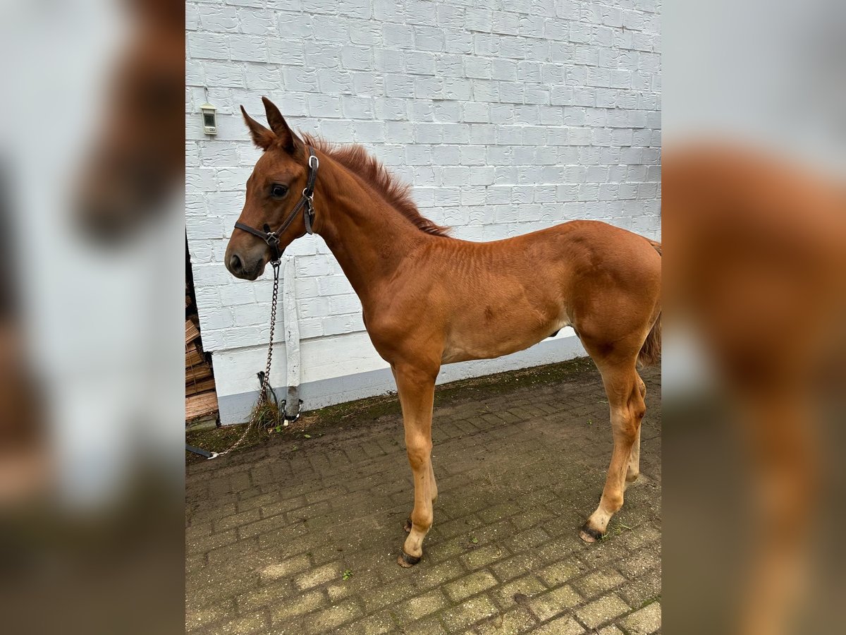 Hannoveraner, Stute in Heinsberg