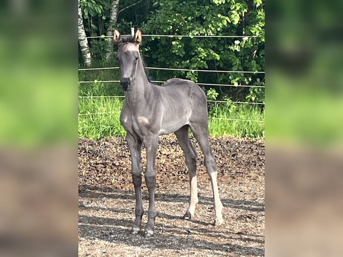 Hannoveraner Stute Fohlen (05/2025) Rappe in Spiegelau
