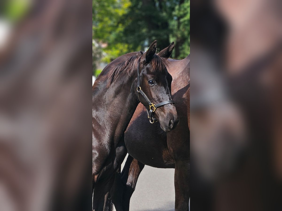 Hannoveraner Stute Fohlen (05/2025) Rappe in Barnstorf