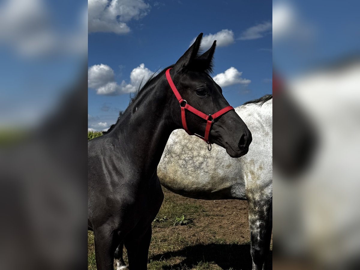 Hannoveraner, Stute in Damme