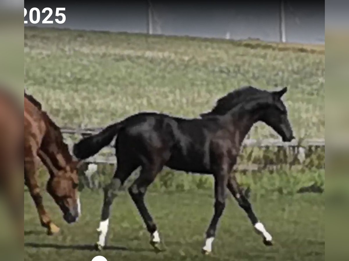 Hannoveraner Stute Fohlen (04/2025) Schwarzbrauner in Nieheim