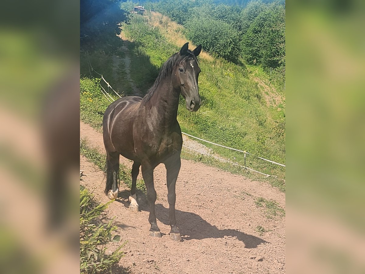 Hannoveraner Wallach 10 Jahre 160 cm Rappe in Schw&#xE4;bisch Hall