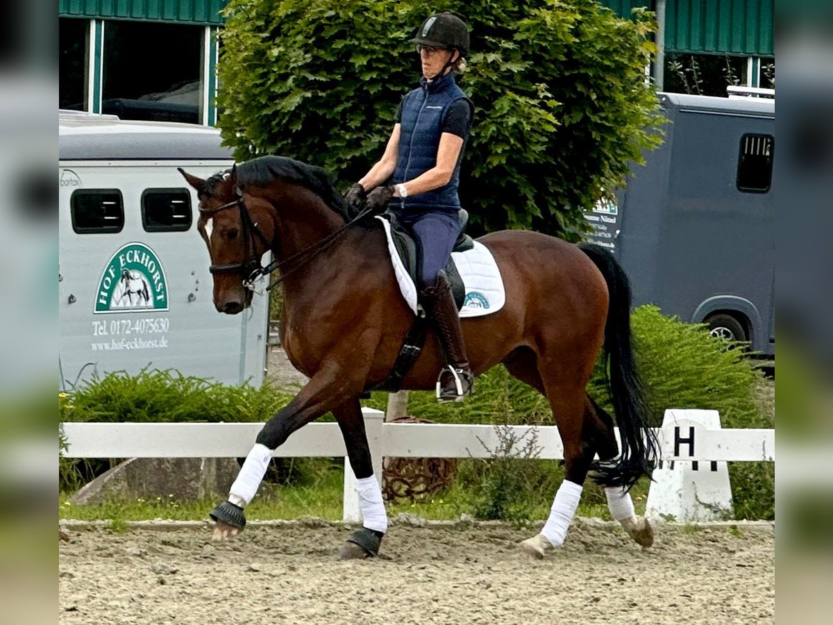 Hannoveraner Wallach 10 Jahre 164 cm Hellbrauner in Hamburg