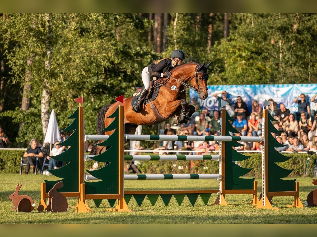 Hannoveraner Wallach 10 Jahre 165 cm Brauner in K&#xF6;nigslutter am Elm