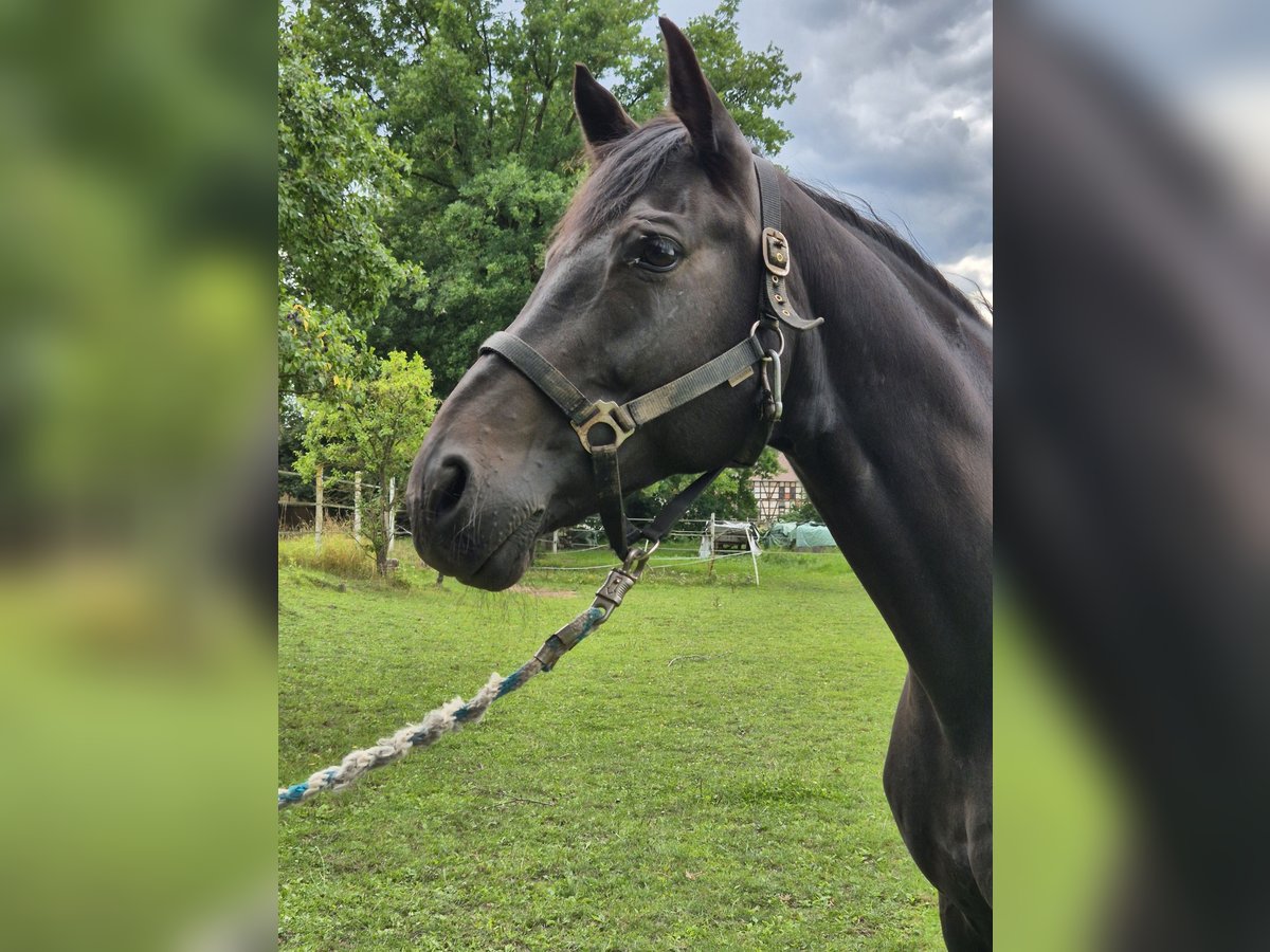 Hannoveraner Wallach 10 Jahre 165 cm Rappe in Schrecksbach