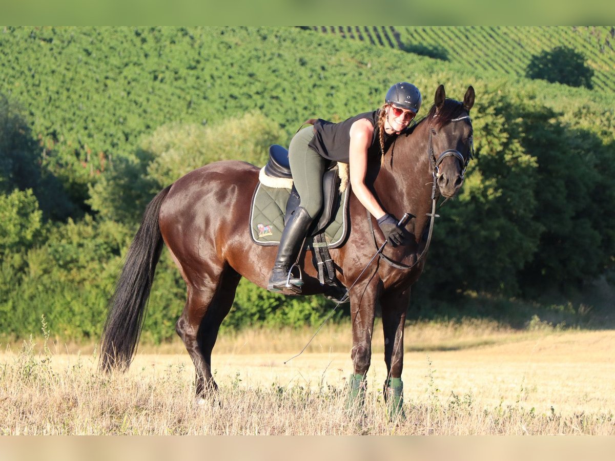 Hannoveraner Wallach 10 Jahre 165 cm Rappe in Weinsberg
