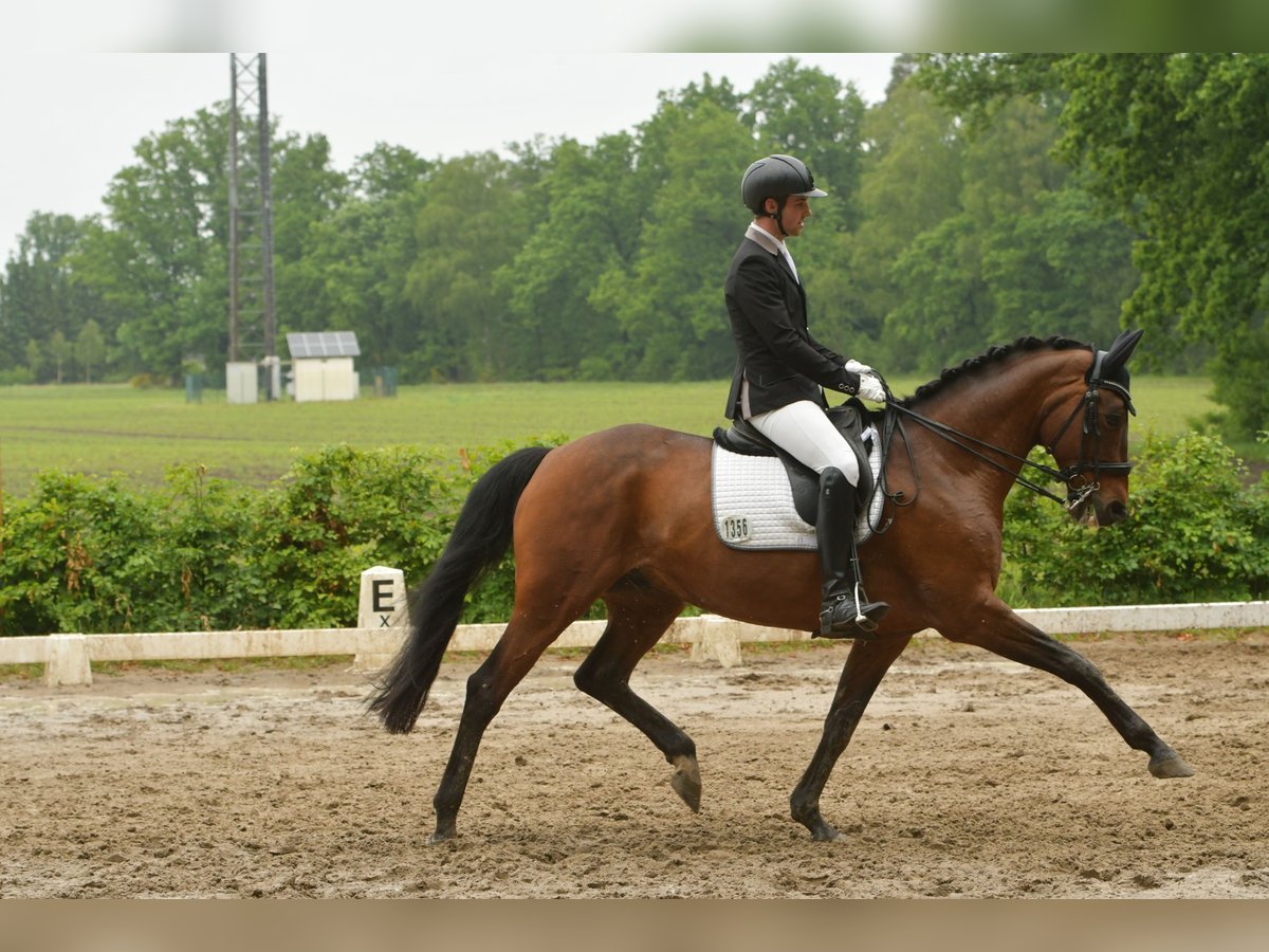 Hannoveraner Wallach 10 Jahre 166 cm Brauner in Holle