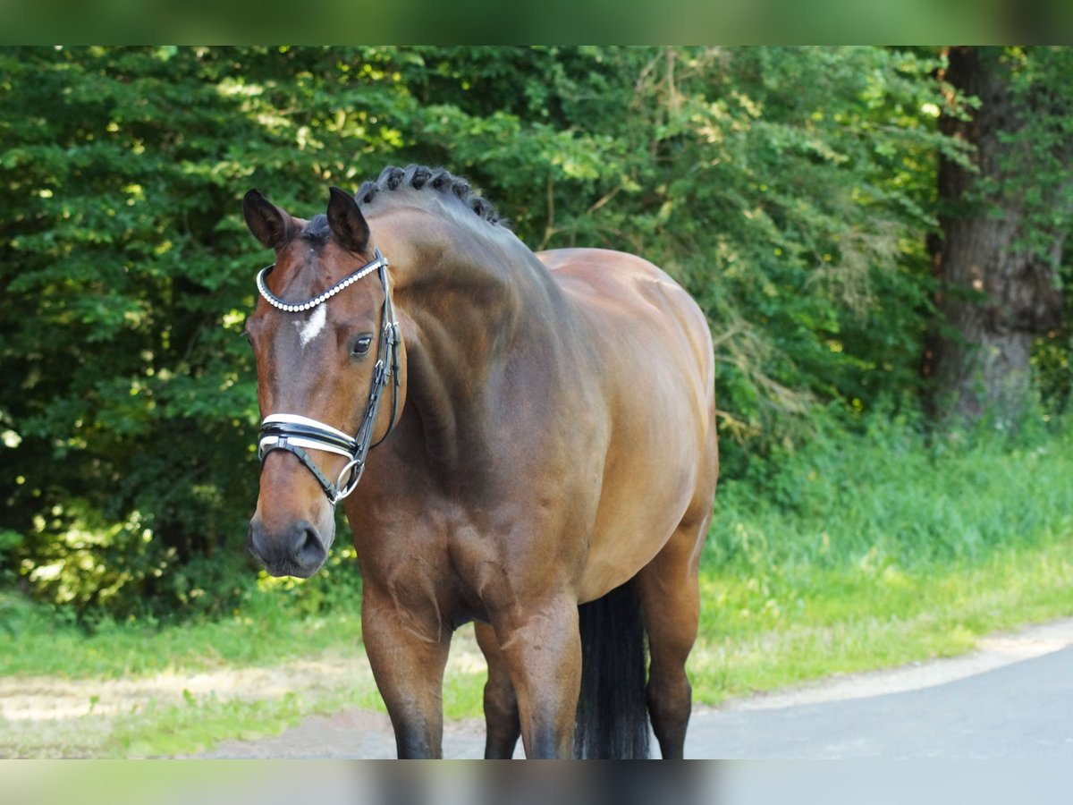 Hannoveraner Wallach 10 Jahre 167 cm Dunkelbrauner in Gleichen