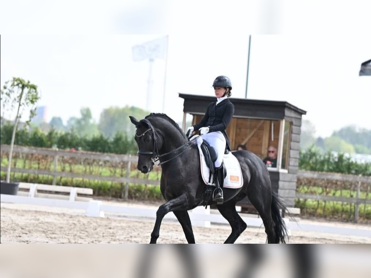 Hannoveraner Wallach 10 Jahre 171 cm Rappe in Leipzig