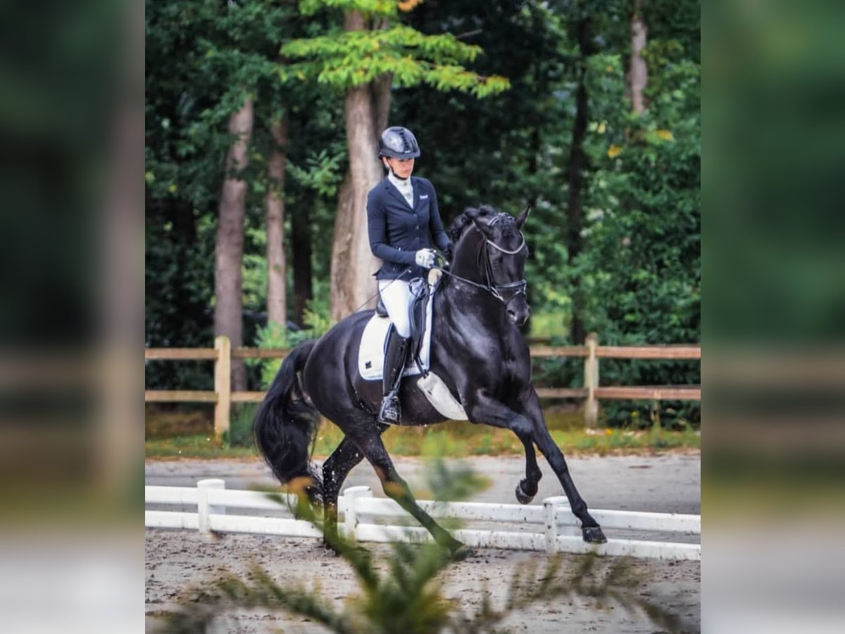 Hannoveraner Wallach 10 Jahre 171 cm Rappe in Düsseldorf