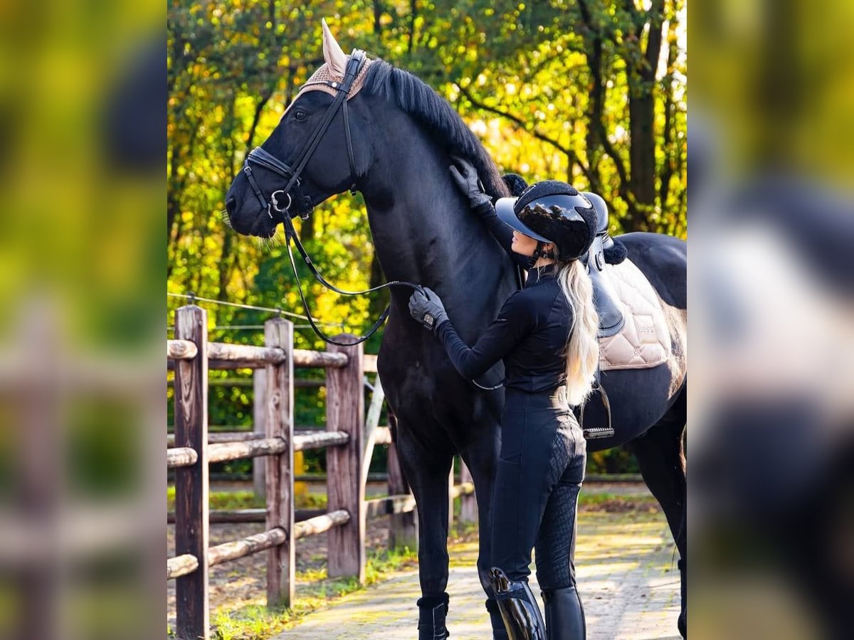 Hannoveraner Wallach 10 Jahre 171 cm Rappe in Dortmund