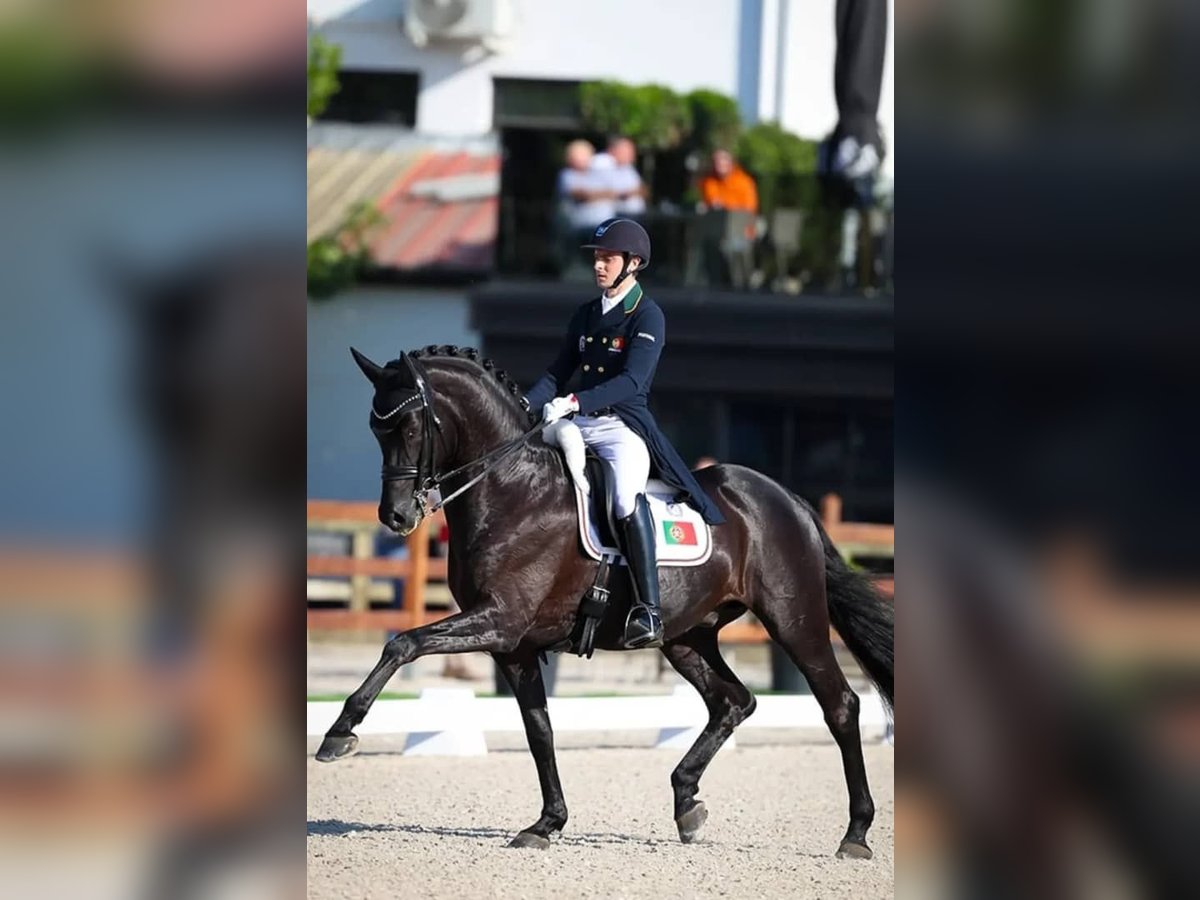 Hannoveraner Wallach 10 Jahre 171 cm Rappe in Zürich