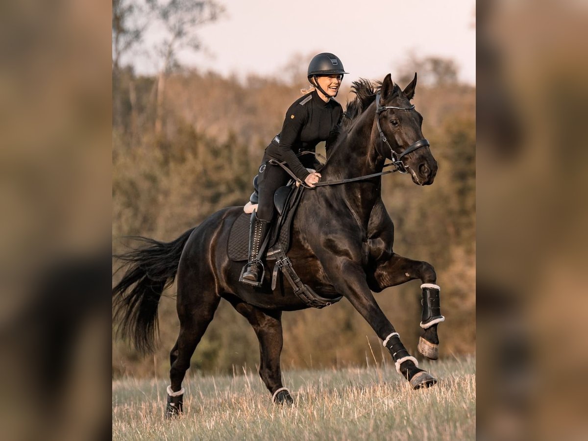 Hannoveraner Wallach 10 Jahre 171 cm Rappe in München