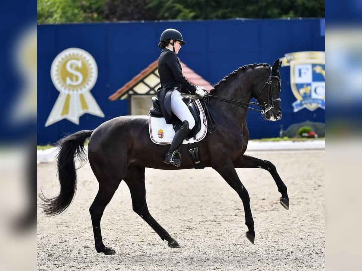 Hannoveraner Wallach 10 Jahre 171 cm Rappe in Pully