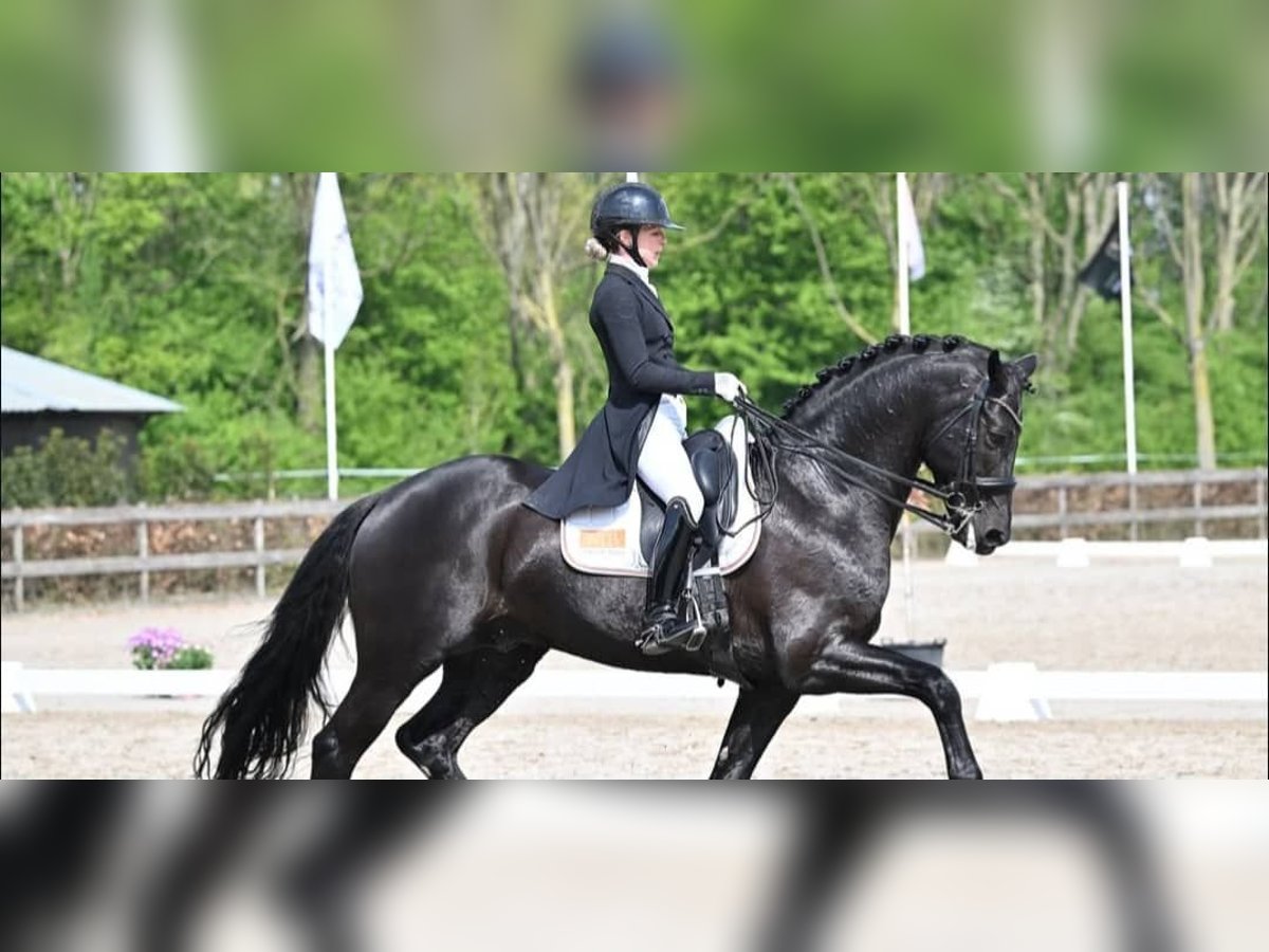 Hannoveraner Wallach 10 Jahre 171 cm Rappe in Solothurn