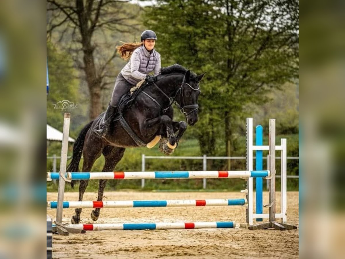 Hannoveraner Wallach 10 Jahre 171 cm Rappe in Bochum