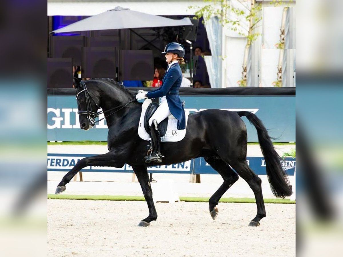 Hannoveraner Wallach 10 Jahre 172 cm Rappe in St. Gallen