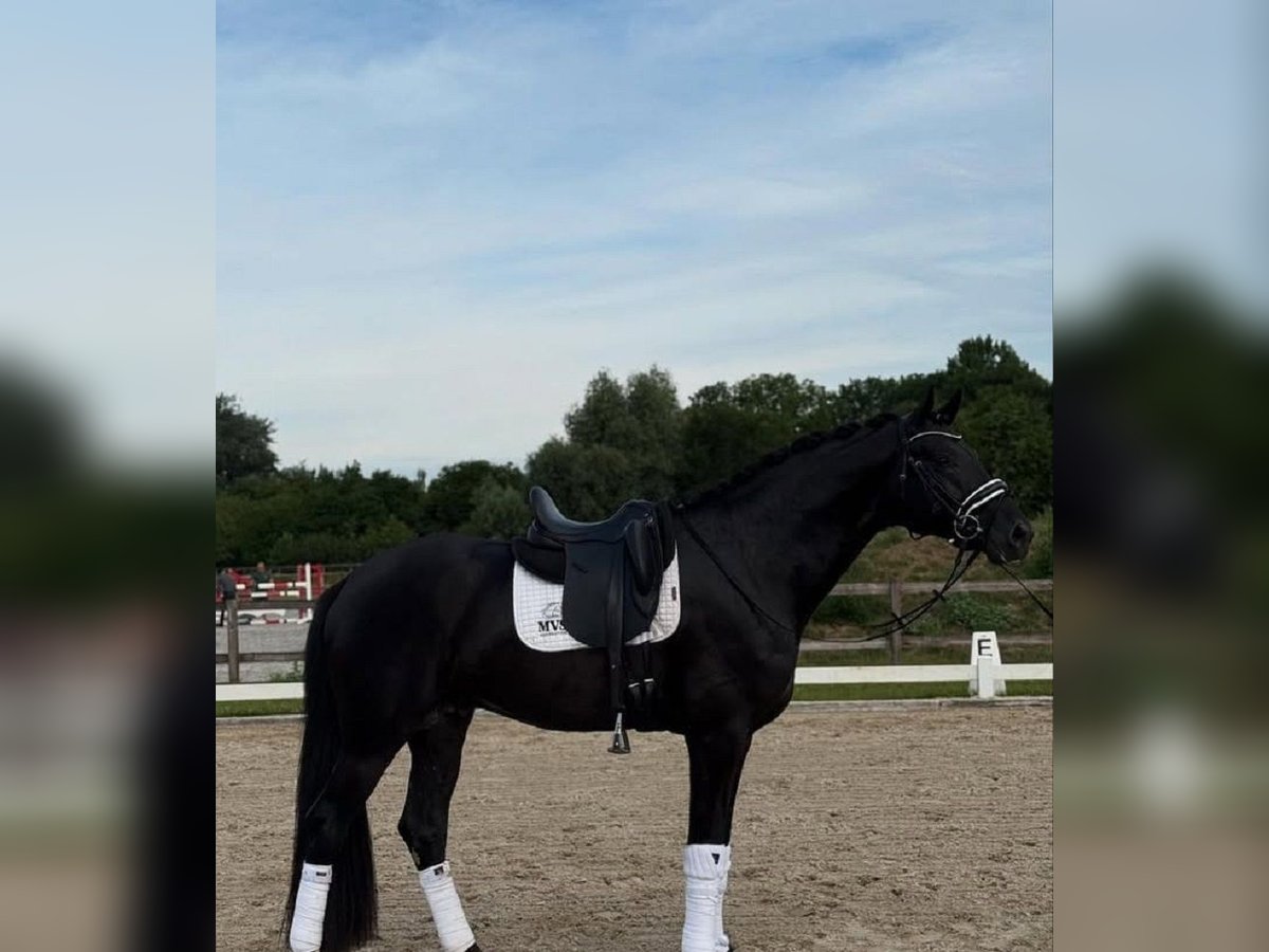 Hannoveraner Wallach 10 Jahre 172 cm Rappe in Rochefort
