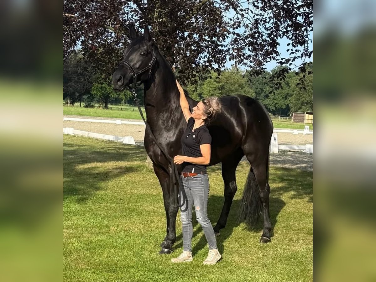 Hannoveraner Wallach 10 Jahre 172 cm Rappe in Gelsenkirchen