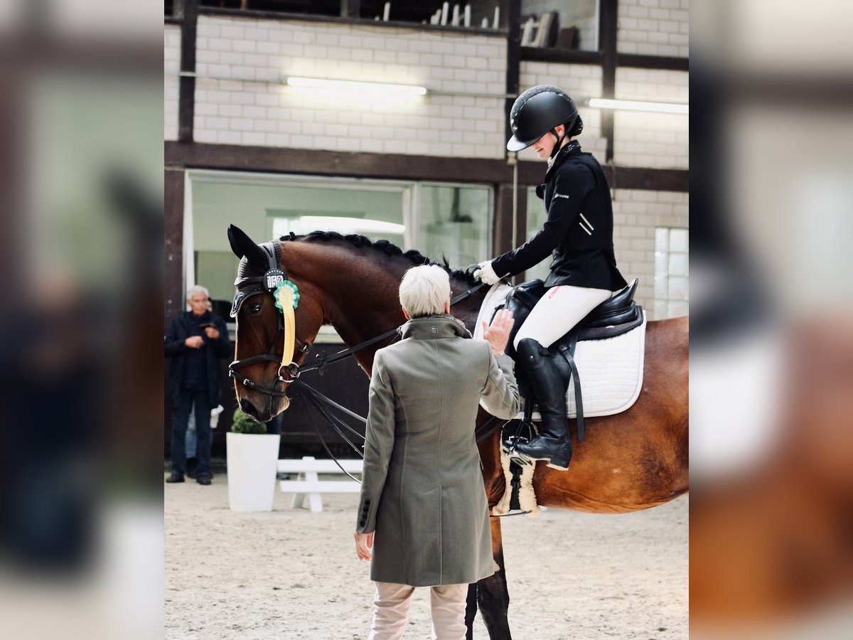 Hannoveraner Wallach 10 Jahre 173 cm Brauner in Lohfelden Hannoveraner Wallach 10 Jahre 173 cm Brauner in Lohfelden