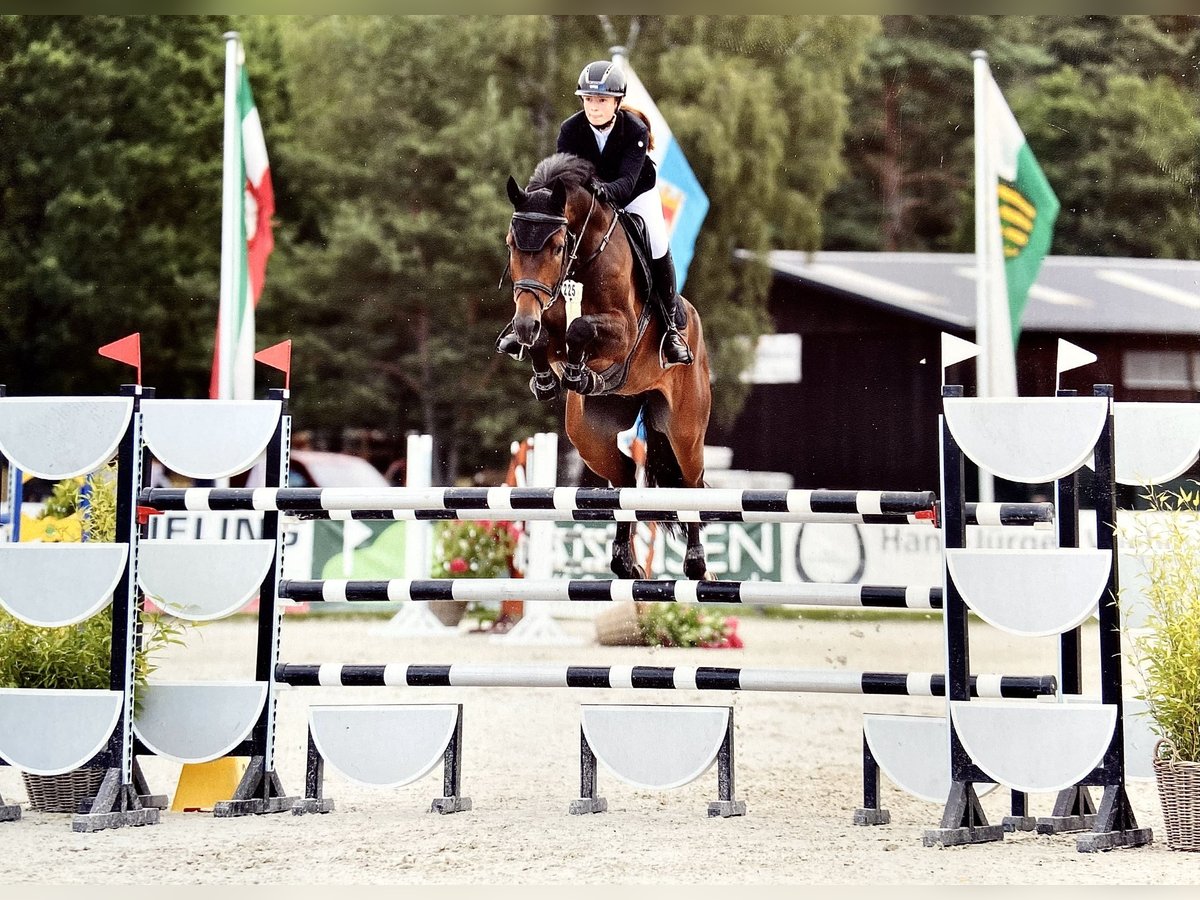 Hannoveraner Wallach 10 Jahre 173 cm Brauner in Geestland