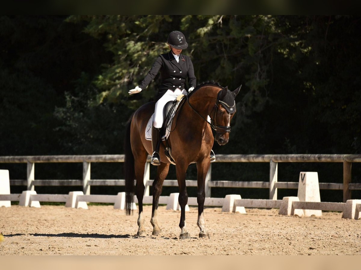 Hannoveraner Wallach 10 Jahre 173 cm Dunkelbrauner in Aix en provence