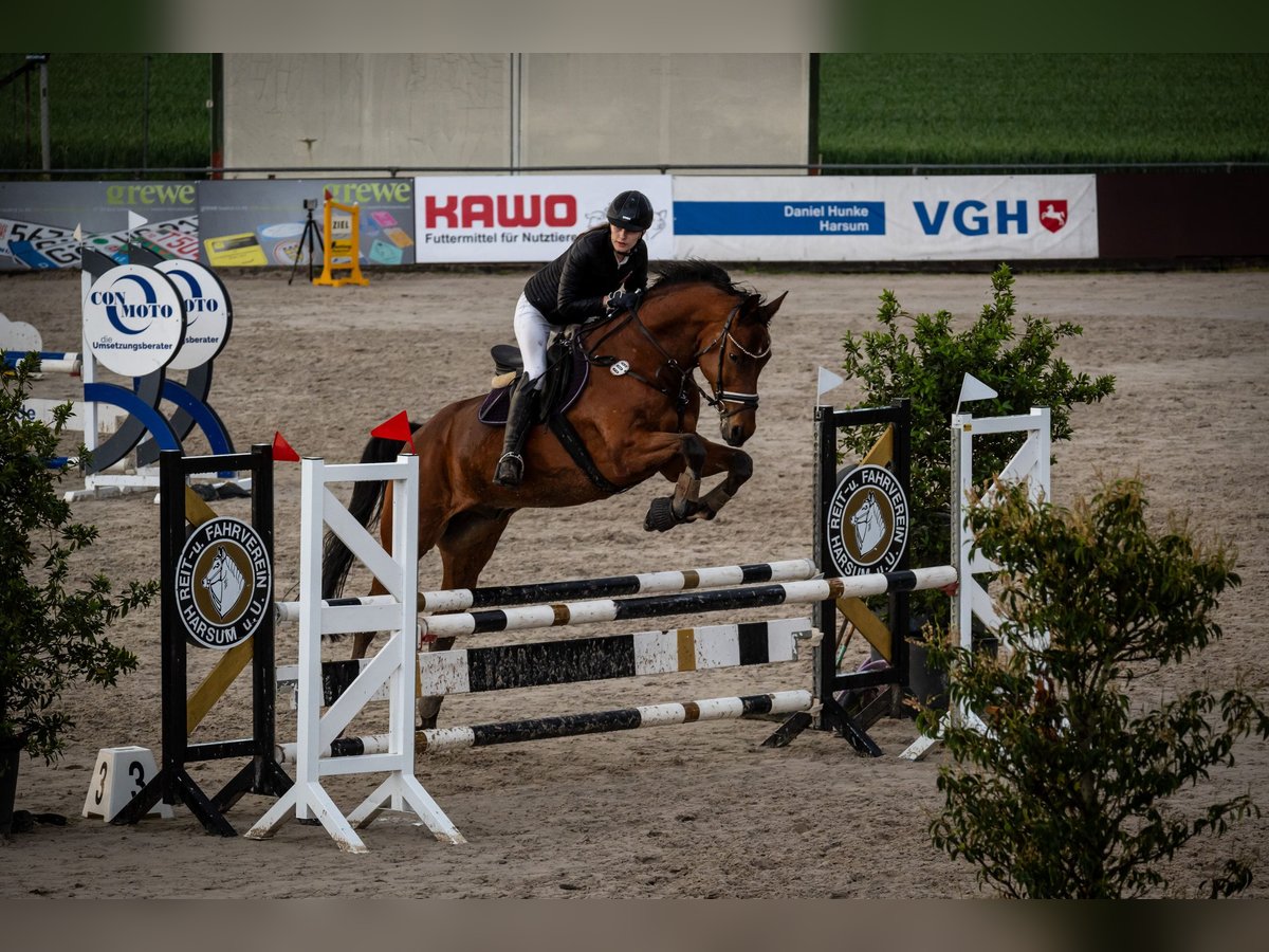 Hannoveraner Wallach 10 Jahre 174 cm Brauner in Auetal Borstel