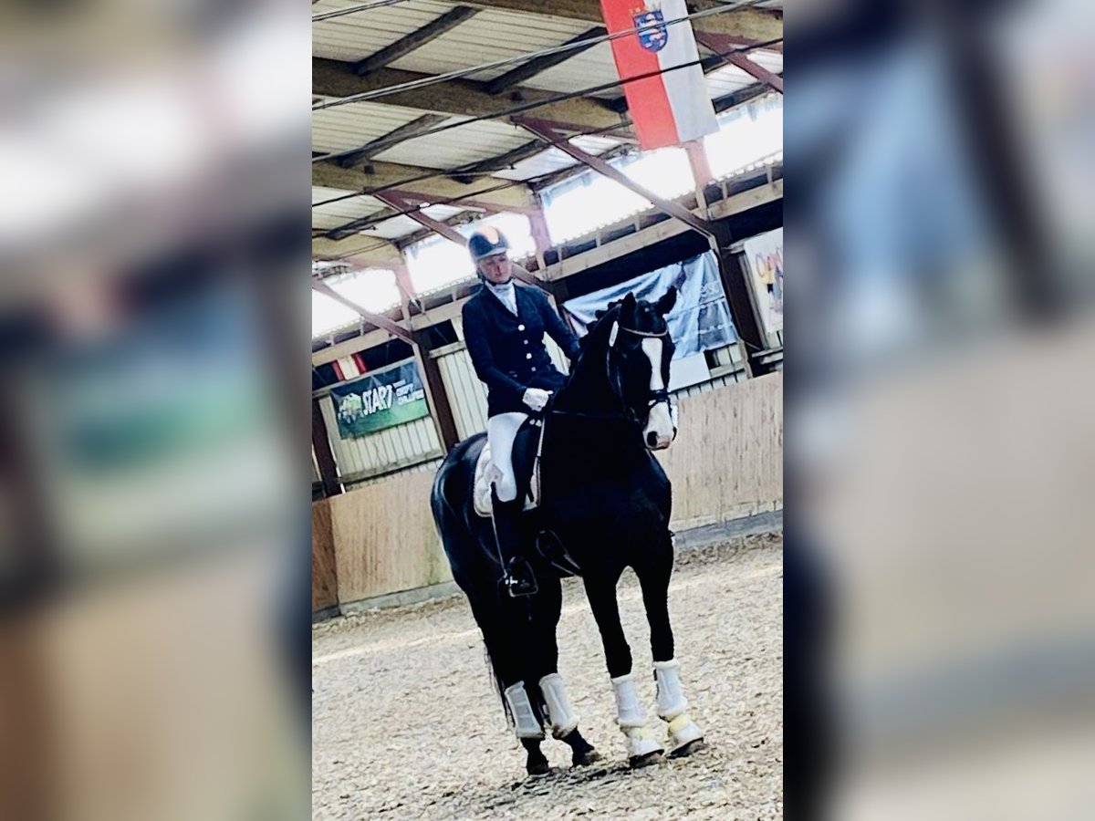 Hannoveraner Wallach 10 Jahre 174 cm Dunkelbrauner in Schmachtenhagen
