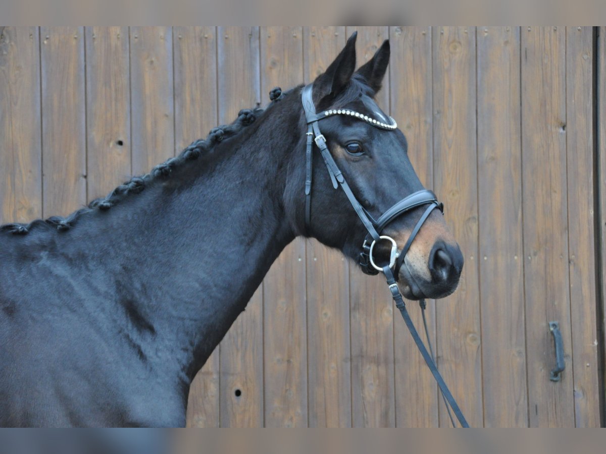 Hannoveraner Wallach 10 Jahre 174 cm Schwarzbrauner in Hilden