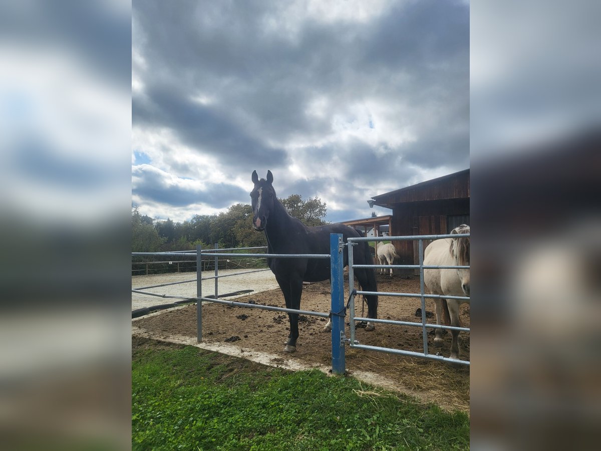 Hannoveraner Wallach 10 Jahre 175 cm Rappe in Purgstall bei Eggersdorf