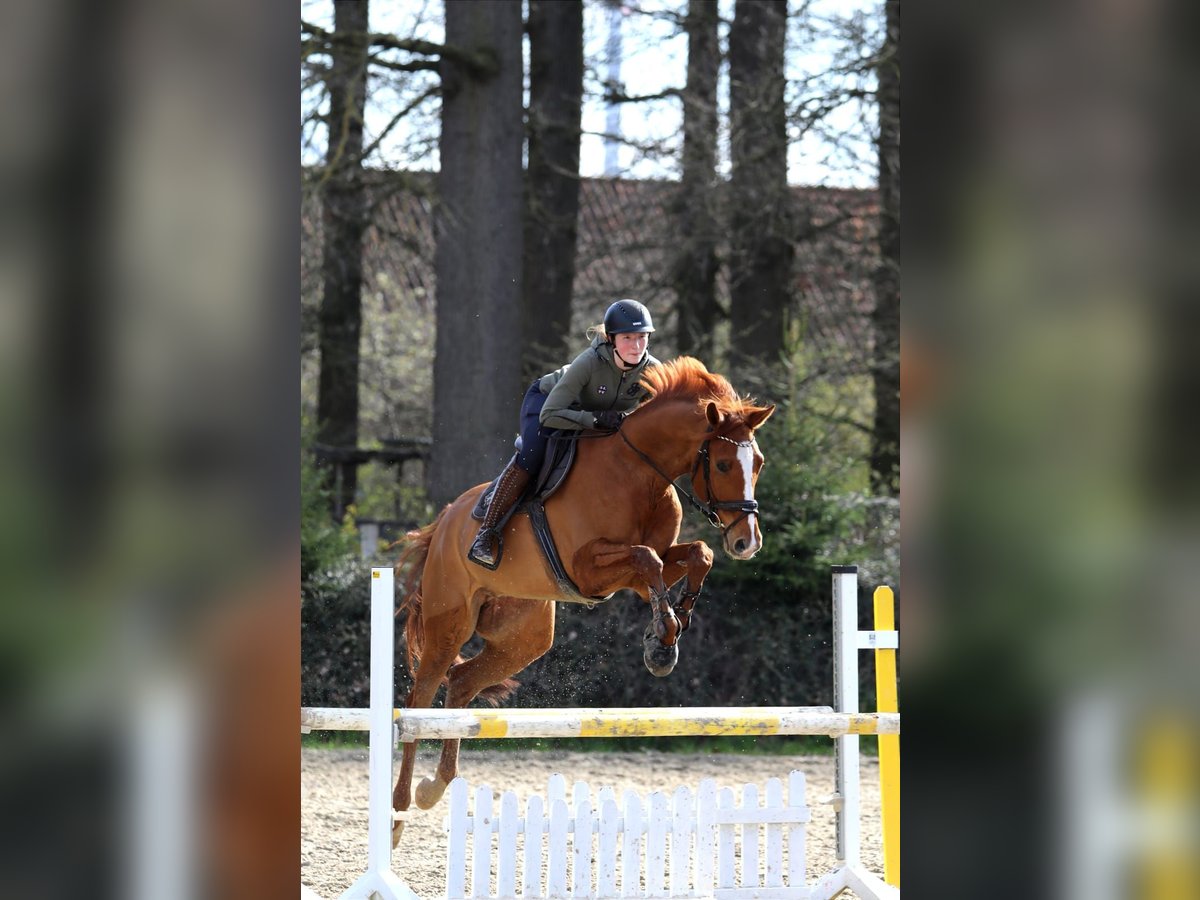Hannoveraner Wallach 10 Jahre 177 cm Fuchs in Schneverdingen