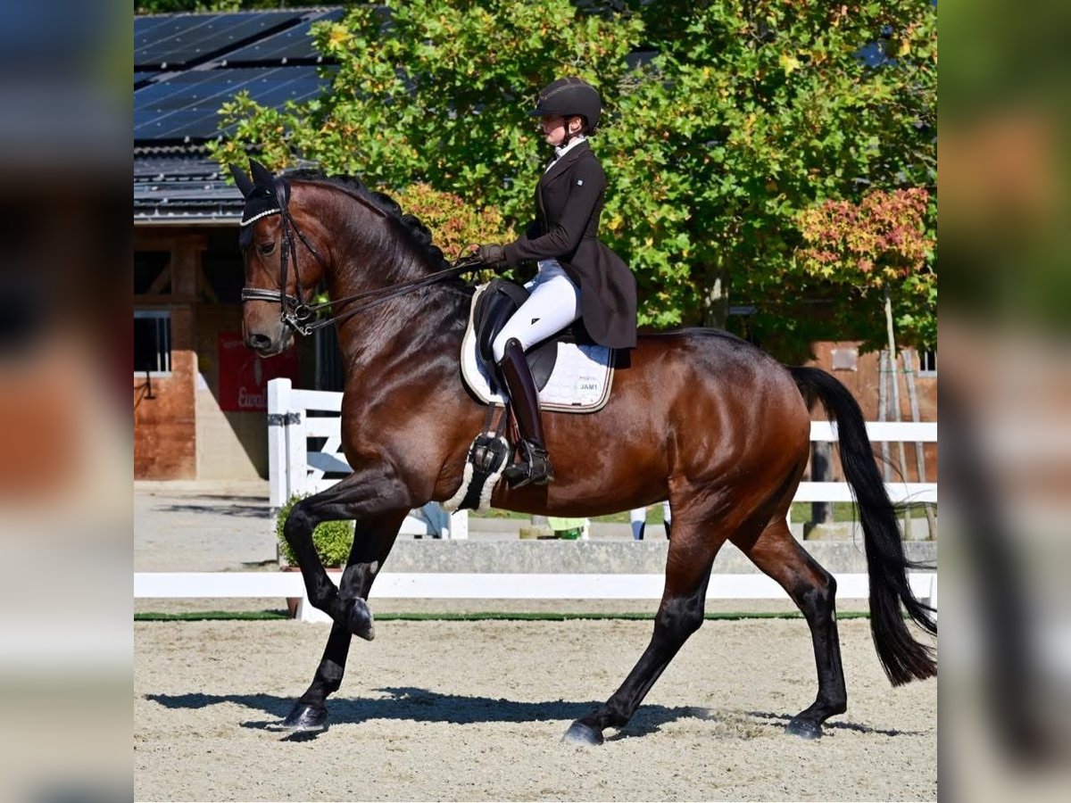 Hannoveraner Wallach 10 Jahre 178 cm Dunkelbrauner in Wallern